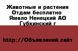 Животные и растения Отдам бесплатно. Ямало-Ненецкий АО,Губкинский г.